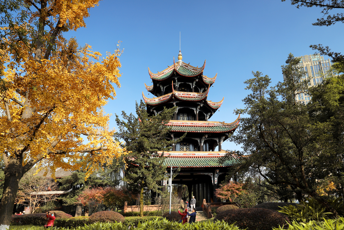 望江楼公园银杏进入了最美时节,错过今年又得等一年!__财经头条