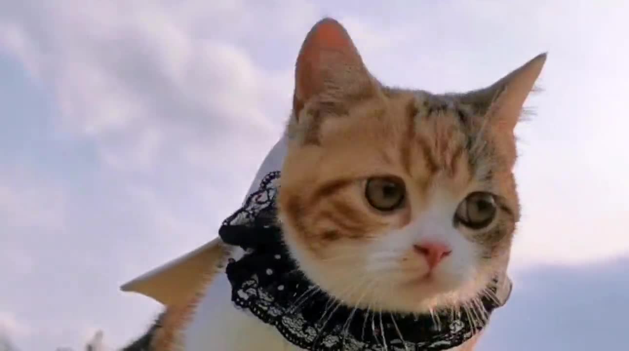 拿破仑猫短腿猫大尾巴毛茸茸大尾蹦迪步超可爱哦!