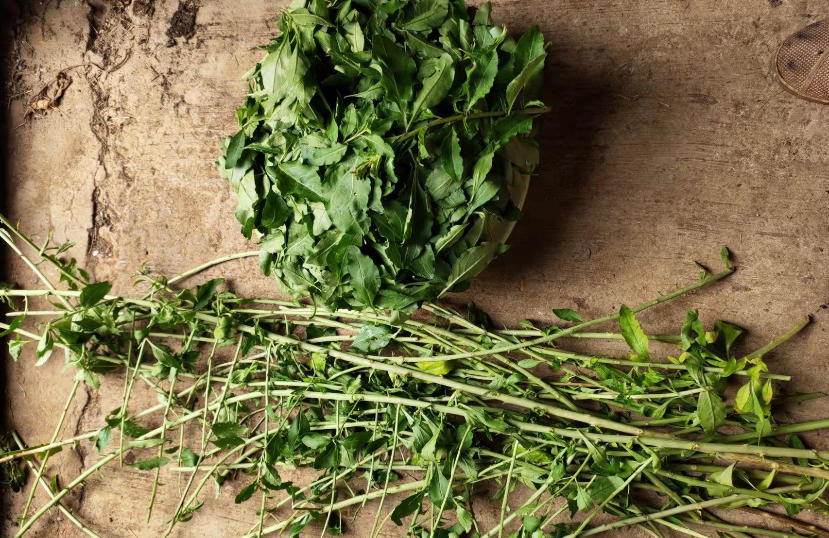 一个月种出嫩油油的枸杞菜原来是这样的简单