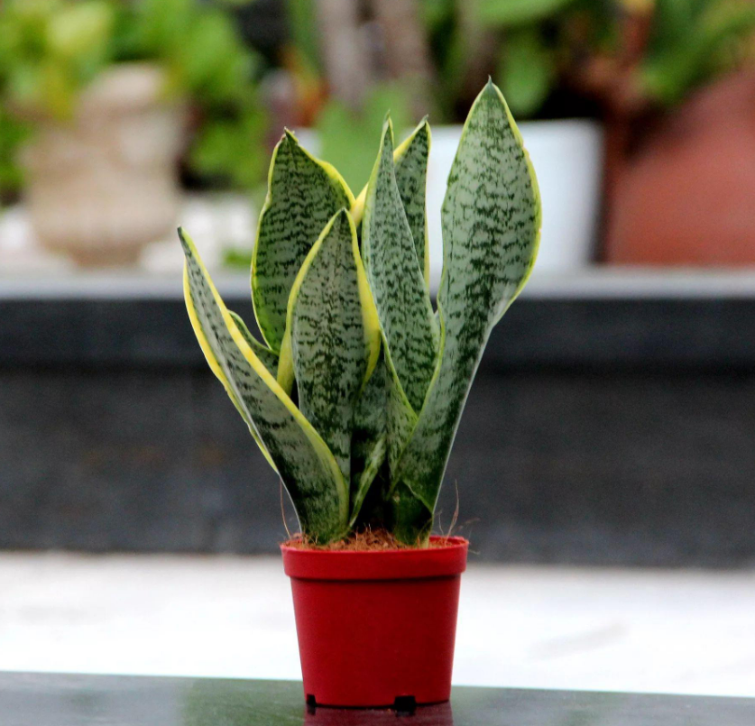 懒人也能养的花叶片油绿绿净化空气又美观