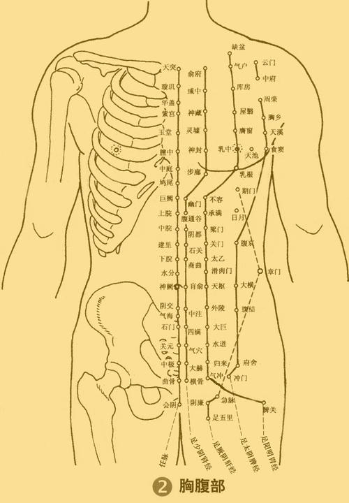养胃护心学习穴位按摩打通健康养生筋络