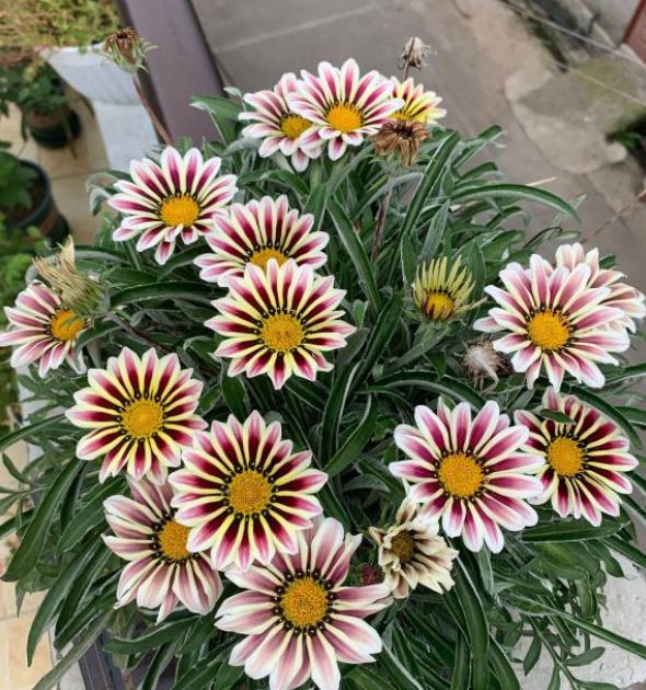 绿豆煮不烂怎么办?