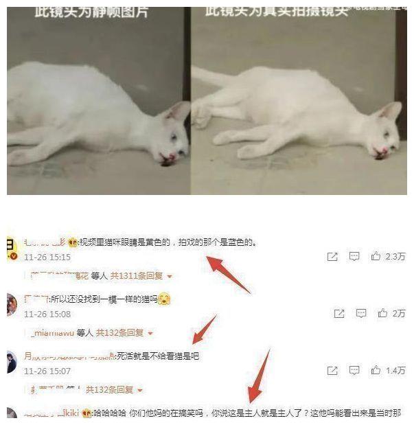 《当家主母》风波升级？群演爆料猫已过世，电击致死当天就埋了休闲区蓝鸢梦想 - Www.slyday.coM