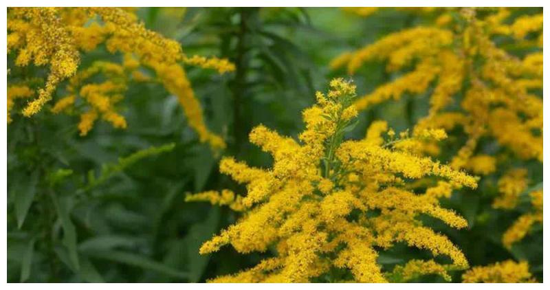 “加拿大一支黄花”入侵 林业部门:西安市民发现一定要上报休闲区蓝鸢梦想 - Www.slyday.coM “加拿大一支黄花”入侵 林业部门:西安市民发现一定要上报休闲区蓝鸢梦想 - Www.slyday.coM