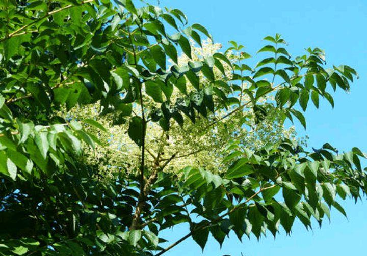 楤木是一种什么样植物,有何用途|植物|用途|卵形_新浪新闻