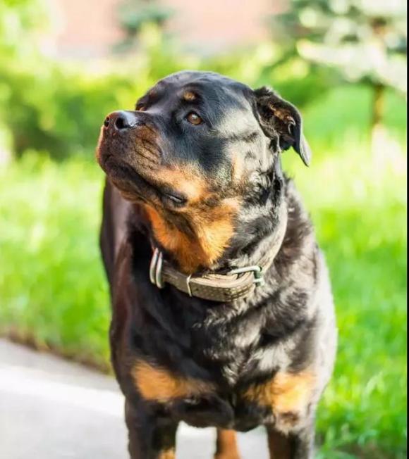 世界第一护卫犬,罗威纳,猛犬中柔情铁汉!