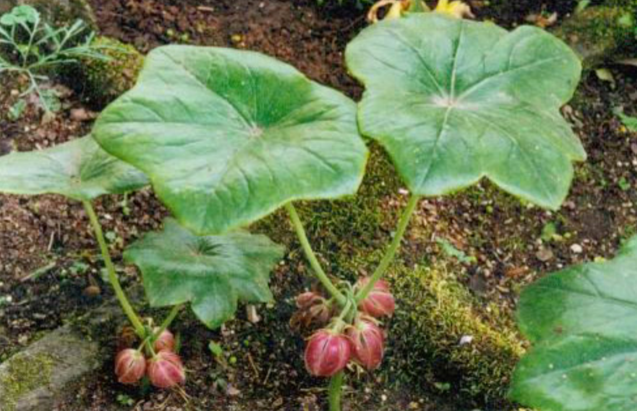 八角莲的样子就和它的名字一样,莲花的叶子是圆圆的,而八角莲就像是像