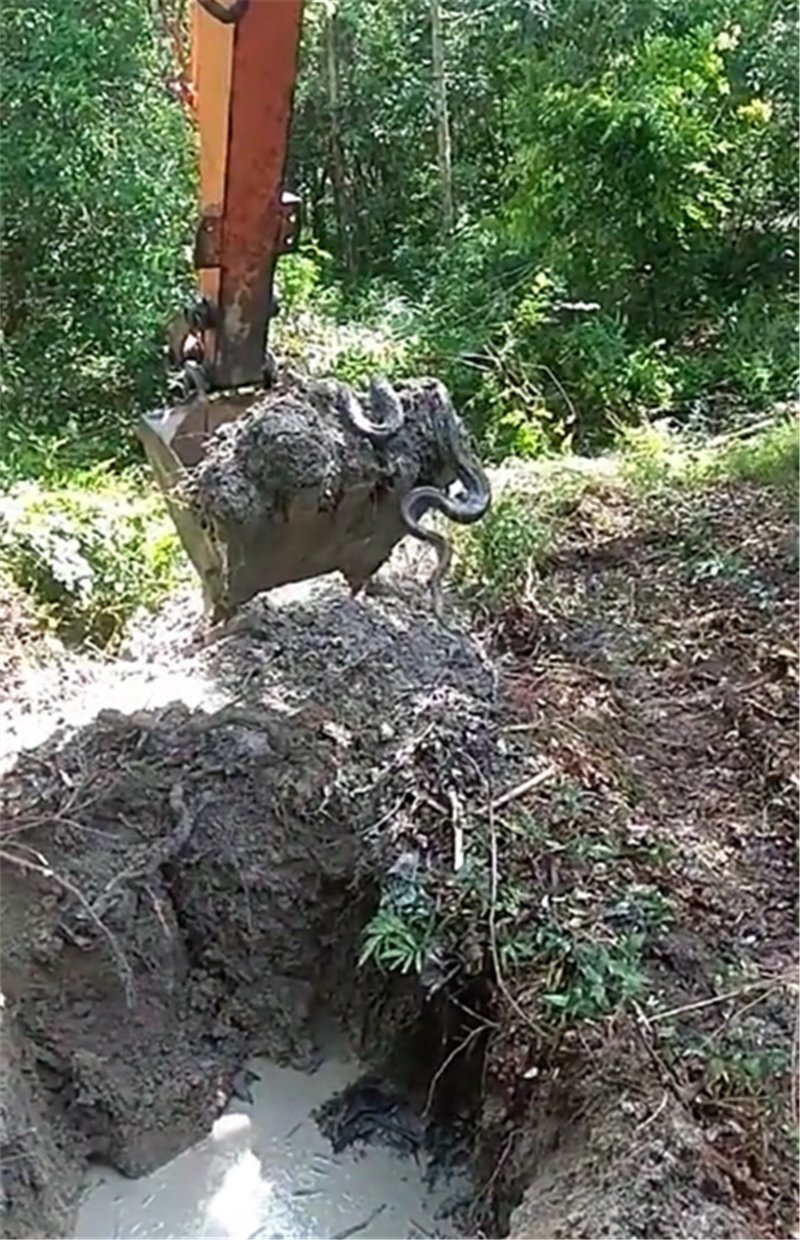 挖掘机挖出巨蟒图片