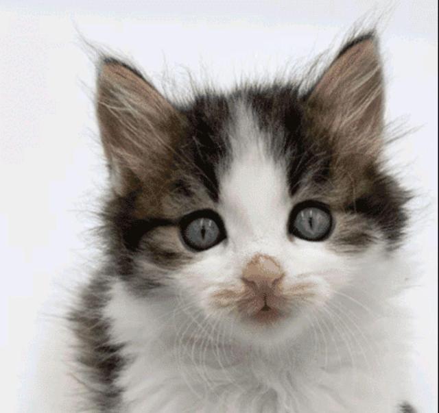 4只小猫失去妈妈“大哭”，狗狗见状主动当妈，一家5口可温暖了休闲区蓝鸢梦想 - Www.slyday.coM