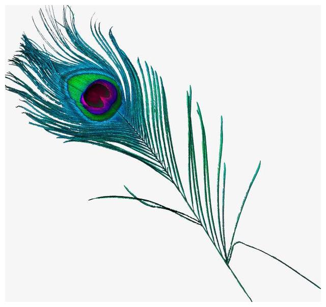 心理测试：第一眼最喜欢哪片羽毛？测出下个月你会发生哪些好事休闲区蓝鸢梦想 - Www.slyday.coM