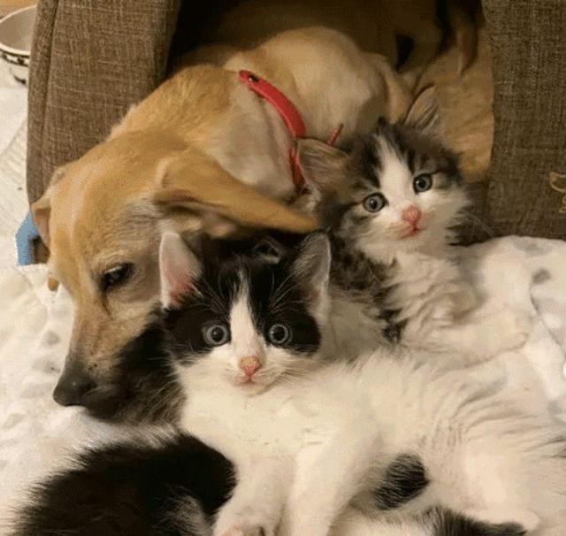 4只小猫失去妈妈“大哭”，狗狗见状主动当妈，一家5口可温暖了休闲区蓝鸢梦想 - Www.slyday.coM