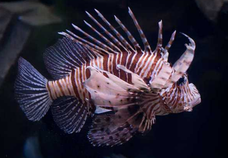 宝可梦来源与生态为何海刺龙特性没有悠游自如反而有毒刺