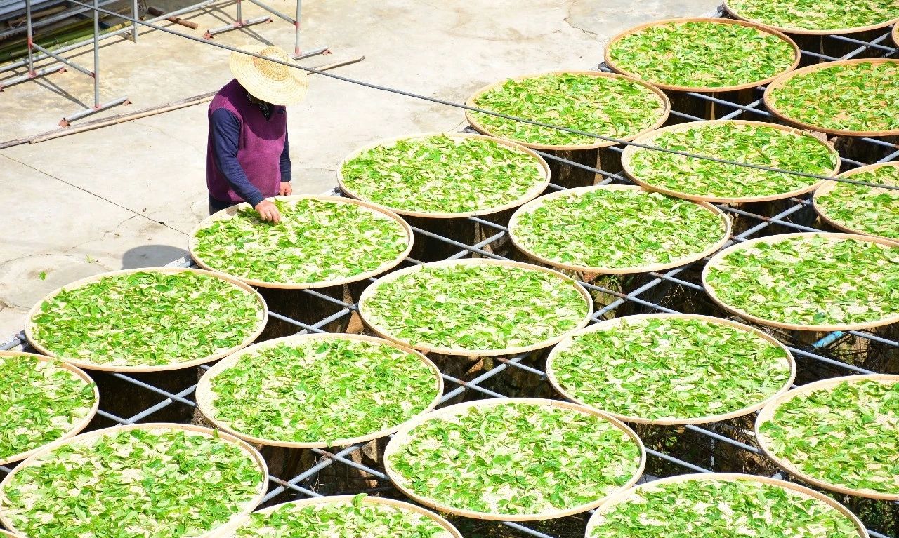 乌龙茶中功夫茶制作之晒青图