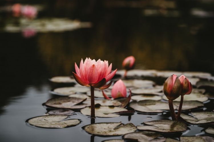 4月初，桃花滚滚而来，将开展甜蜜恋情，白首同心的3个生肖