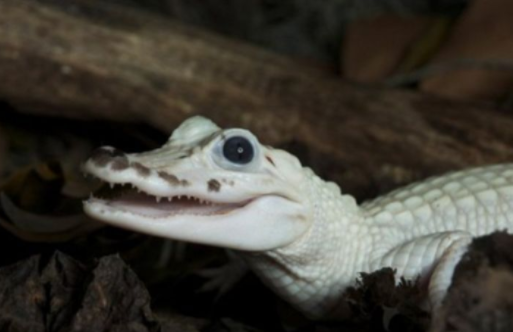 超级罕见的白色鳄鱼,其颜值爆表,用实力证明"一白遮百丑"