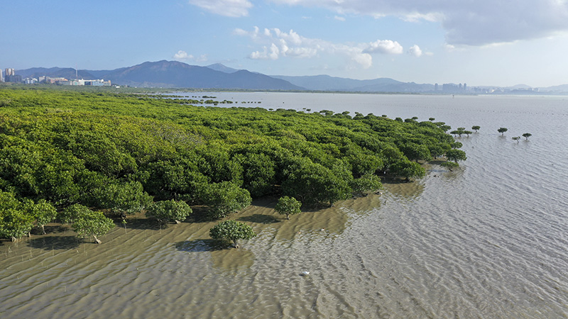 深圳:6公里红树林拥城市入怀|世界湿地日|红树林|红树林湿地_新浪新闻