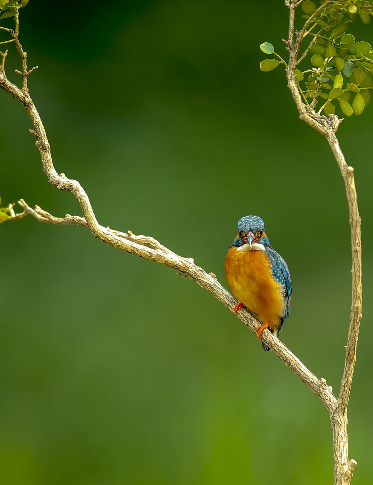 6/ 6,背上,尾巴上的羽毛在某种角度的光线照射下,会发出翠绿色的光芒.