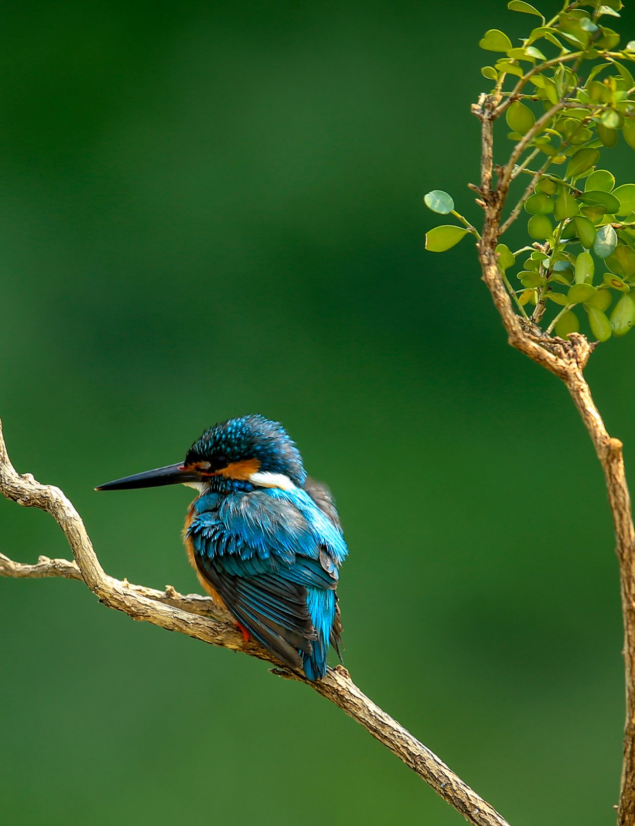 6/ 6,背上,尾巴上的羽毛在某种角度的光线照射下,会发出翠绿色的光芒.