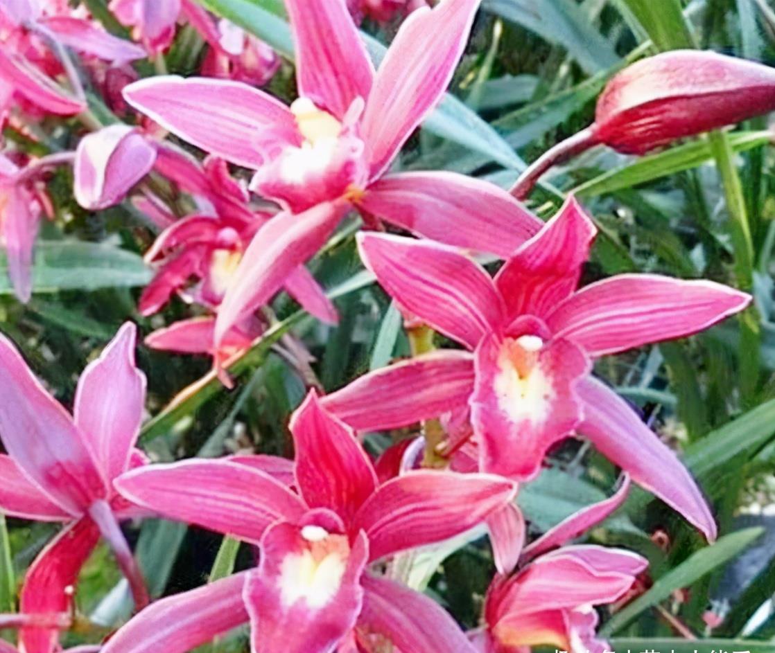 被称为"七彩仙女"的兰花,花姿优美,香味浓郁,上盆后仙气十足