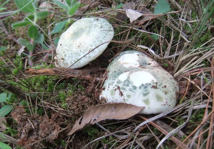 4月发文:老农称它"绿豆菌",小橡树林里很常见