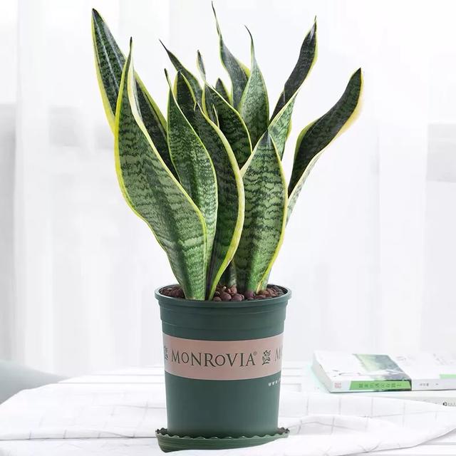 要养好虎皮兰注意此几点轻松养得很旺盛