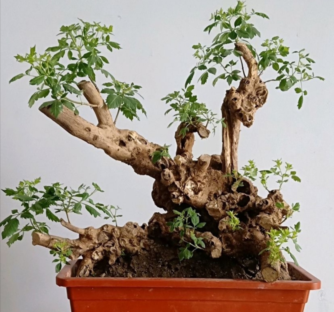 养黄荆盆景上盆前做好几个小细节易成活长势旺盛