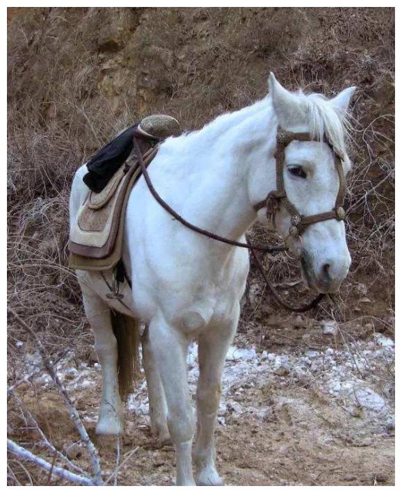 在杨洁导演第一眼看到这位白色的军马后,便对它心生喜爱,一眼便知道是