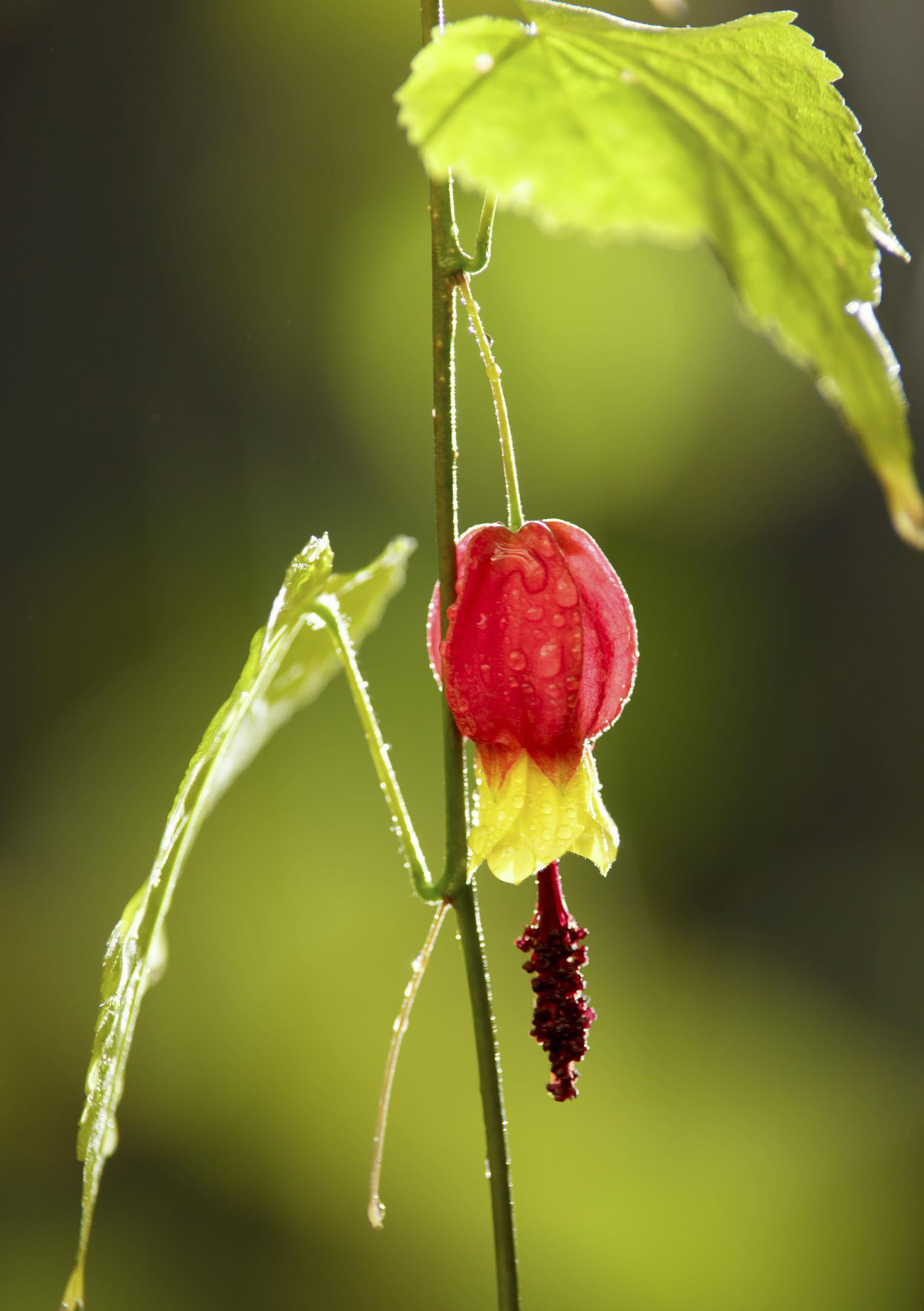 3种灯笼花第一种夏必死最后一种特皮实看看你养了几种