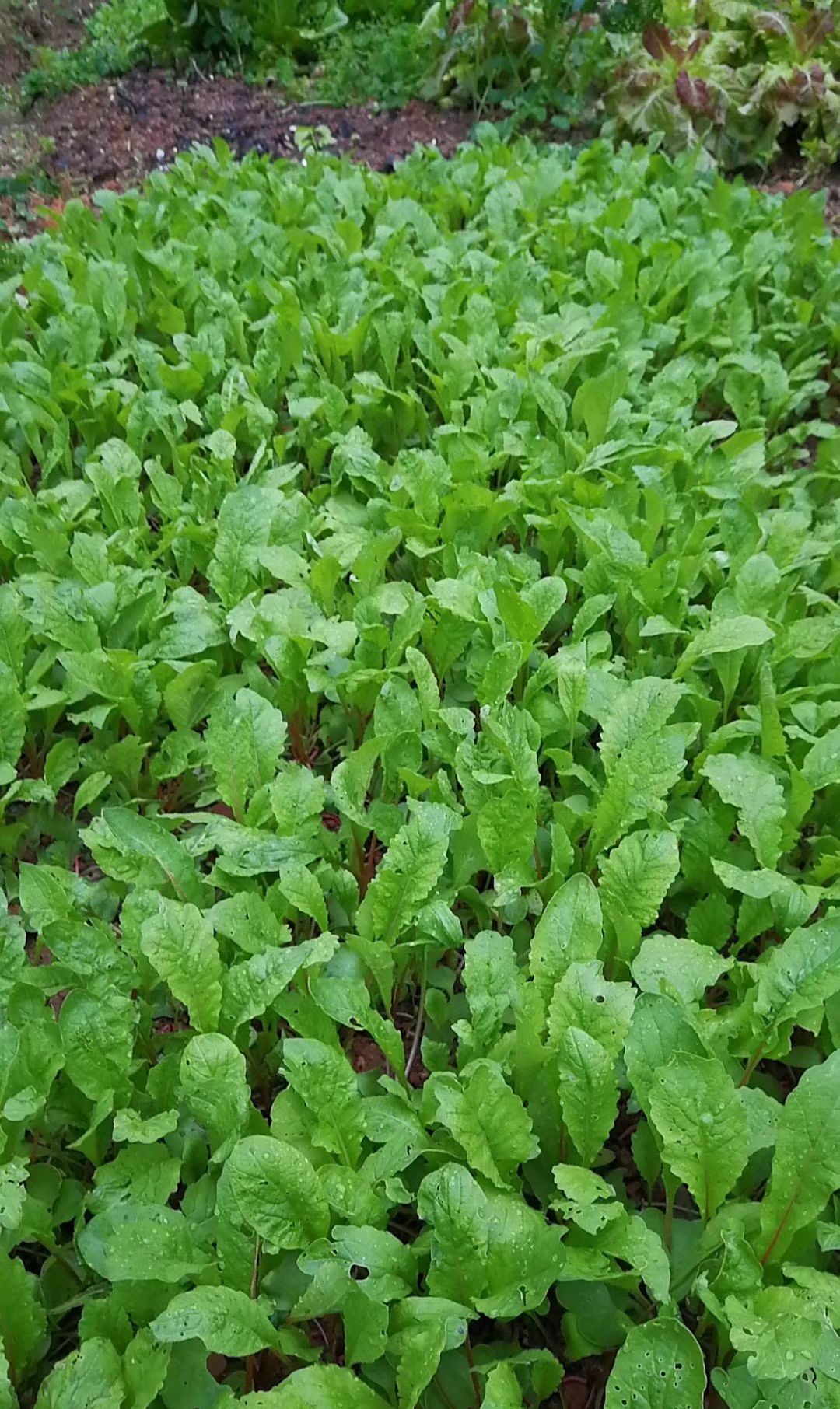 腌制萝卜苗,制作萝卜苗茶的方法_高清图集_新浪网