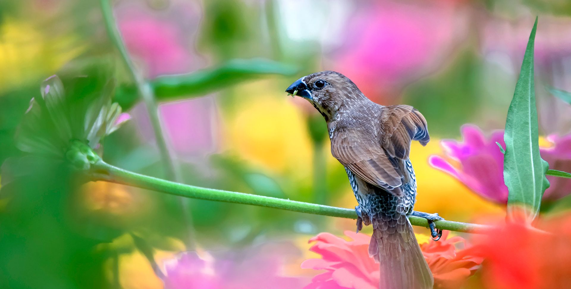 斑文鸟配上雏菊花,美美哒