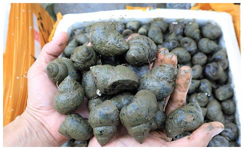 产地分布不同螺蛳与田螺的亲缘关系较近,所以跟田螺在各方面都是很