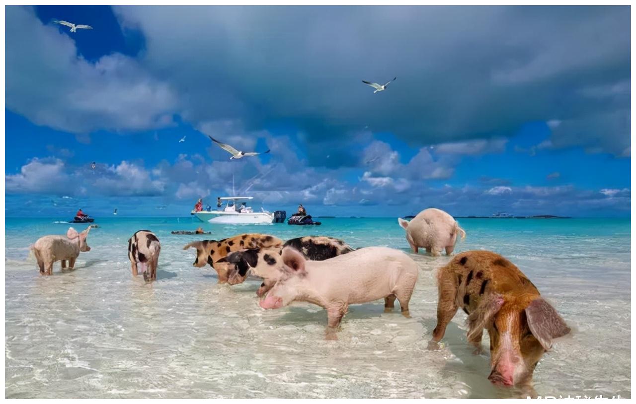 被动物占领的9座岛屿，看到它们会被萌化，你准好了吗？（下）休闲区蓝鸢梦想 - Www.slyday.coM