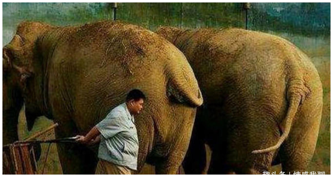 他是德云社分量最重的艺人,因为胖经常被郭德纲岳云鹏调侃