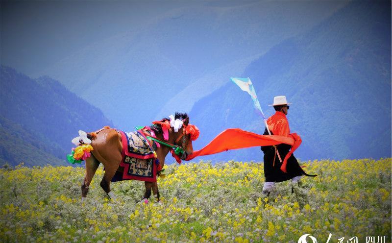 四川甘孜州雅江县:康巴汉子策马扬鞭,驰骋高原花海