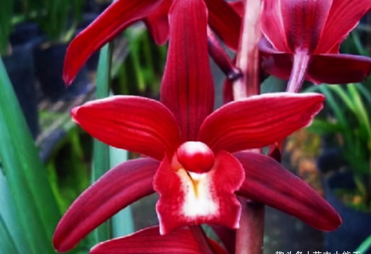 被称为"七彩仙女"的兰花,花姿优美,香味浓郁,上盆后仙气十足