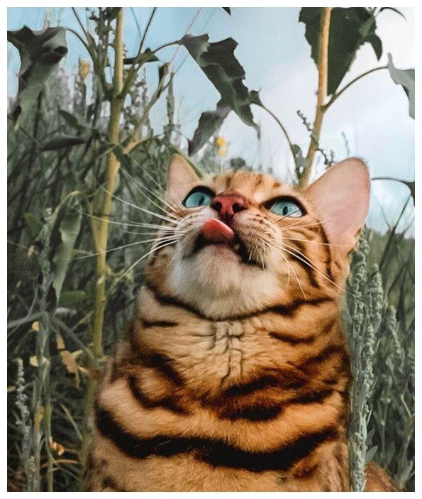 近日华硕发布了自家全新的4K 160Hz显示器-XG32UQ相比早前发布的PG32UQ面板升级到了快速液晶刷新率从144Hz支持到了超频的PG电子游戏- PG电子平台- PG电子官方网站160Hz游戏性能更出色。背光从量子点换为了KSF。目前首发售价5999