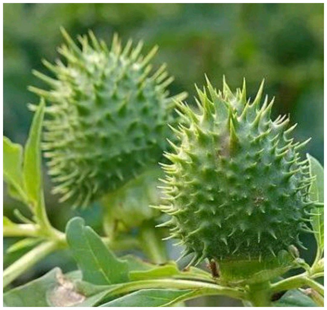 植物刺的类型及作用