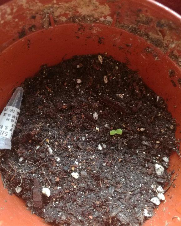 赶集买的三色堇3毛钱40粒沾土就萌芽呼呼开成大花球