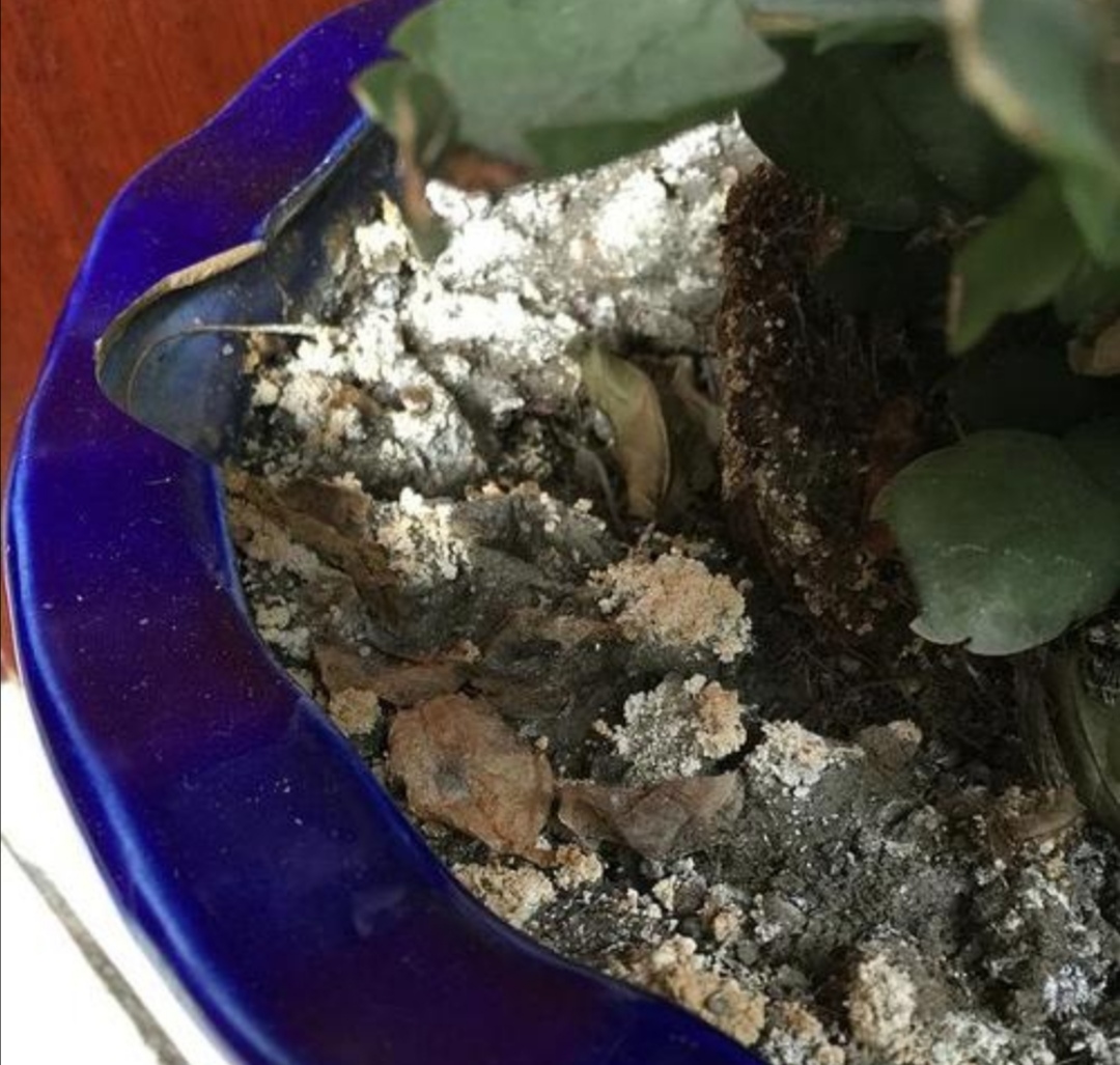 花盆里出现3个信号说明需要更换盆土不然长势瘦弱开花少