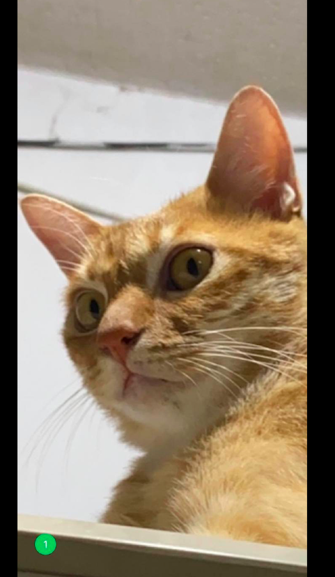 网友忘记给猫咪喂猫粮了,回家就被它死亡凝视了:你还知道回来!