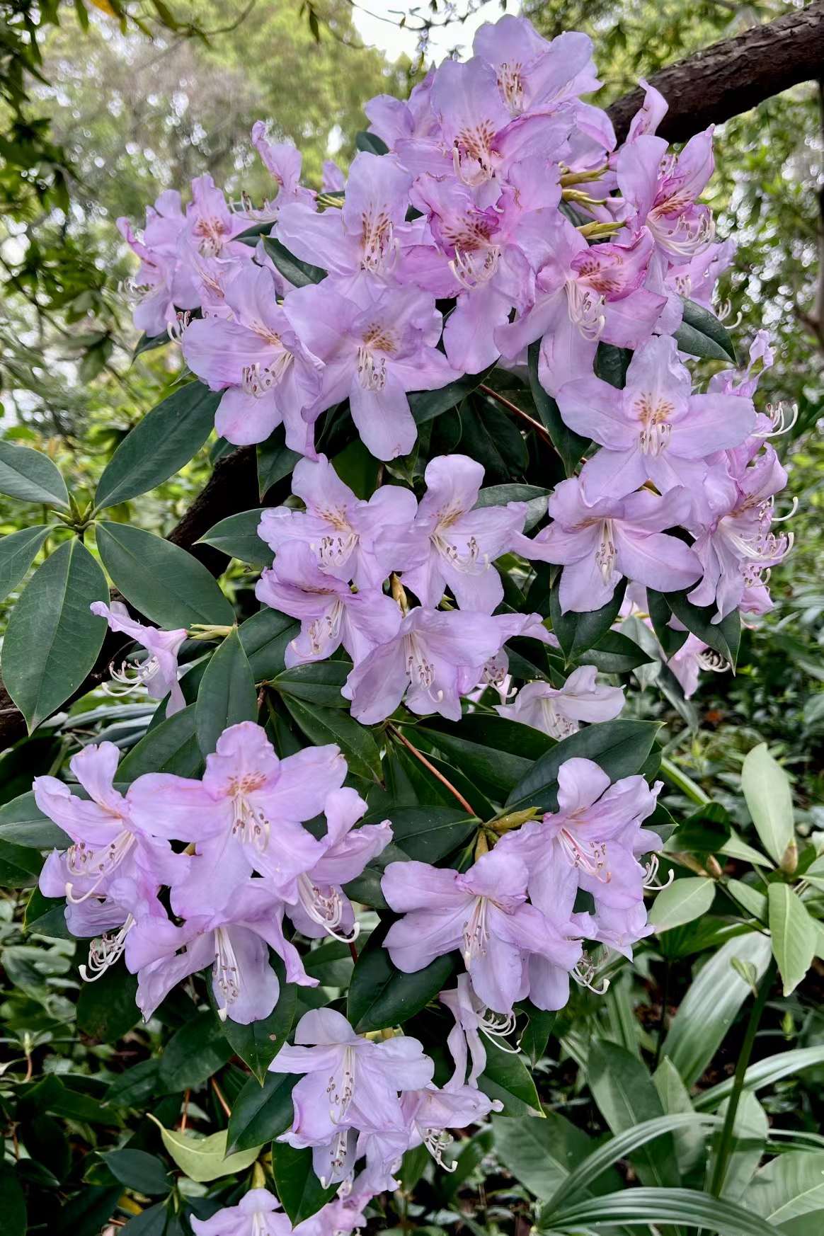 美丽的鹿角杜鹃(中科院武汉植物园杜鹃园)_高清图集_新浪网