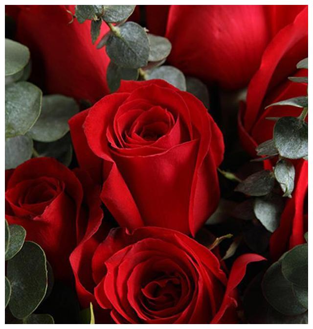 近期，落花时节又逢君，迎来好消息，爱情回归的4大星座休闲区蓝鸢梦想 - Www.slyday.coM