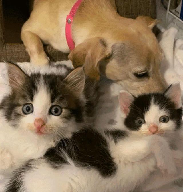 4只小猫失去妈妈“大哭”，狗狗见状主动当妈，一家5口可温暖了休闲区蓝鸢梦想 - Www.slyday.coM