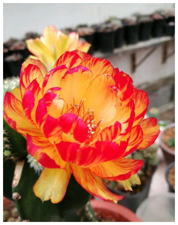 一种仙人球开花浴火凤凰比牡丹还好养比荷花更美艳