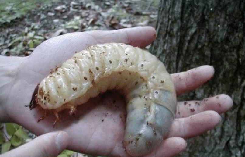 很多小伙伴们都非常害怕蠕虫,特别是白色的,不停的蠕动非常恶心.