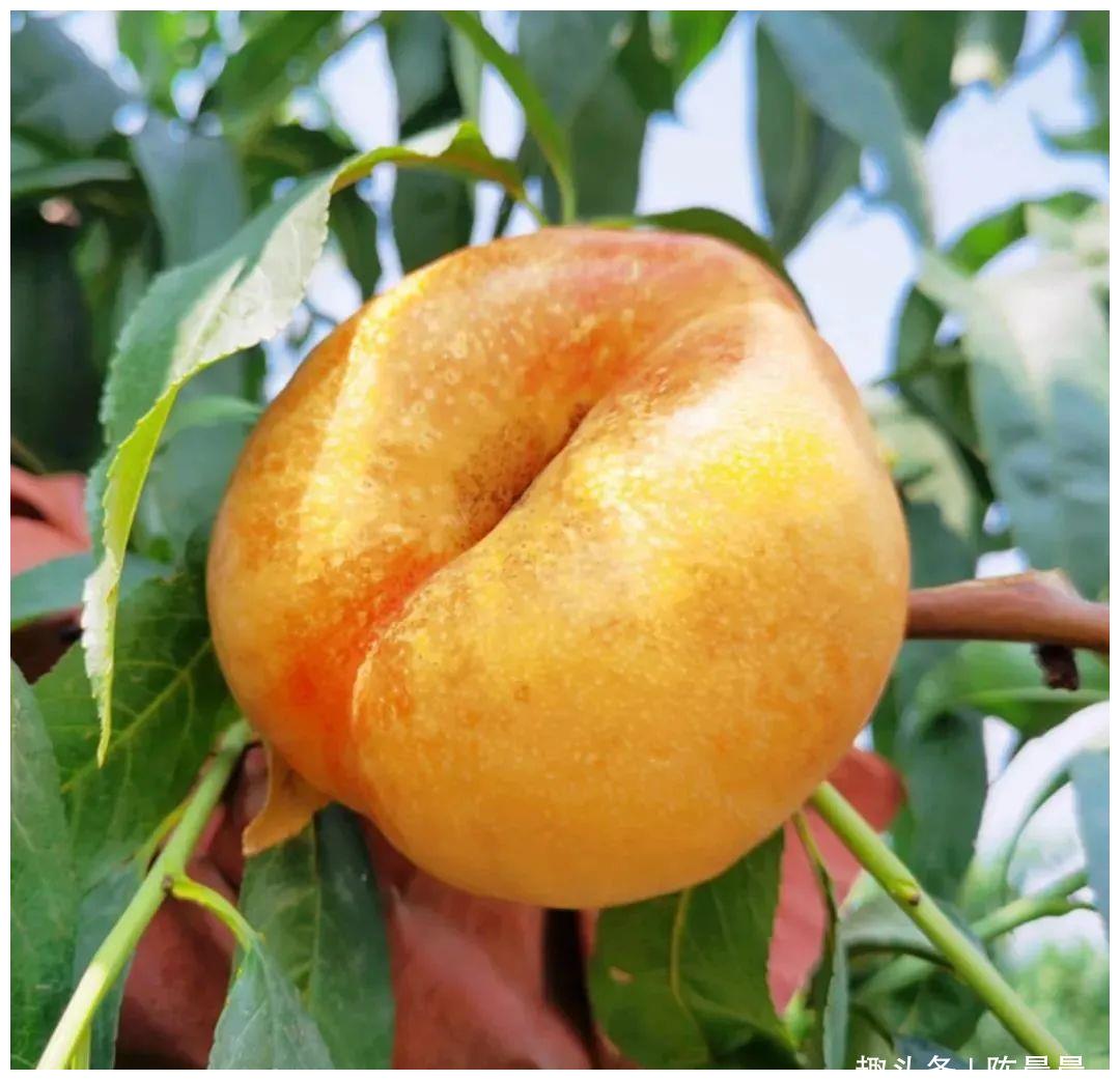 特早蜜脆桃5—19 早熟桃树新品种（50株起售）