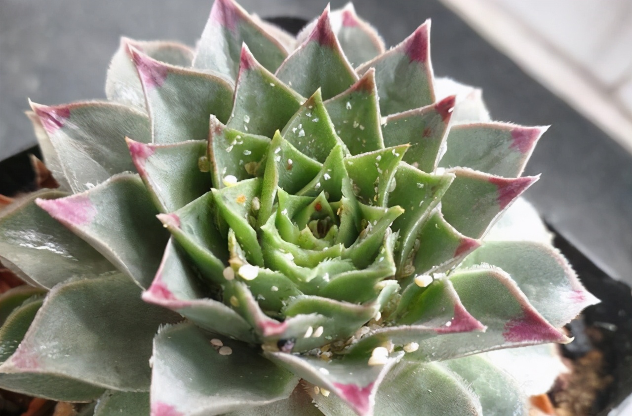 花小技巧:养多肉爱生蚧壳虫,几个方法都杀除干净