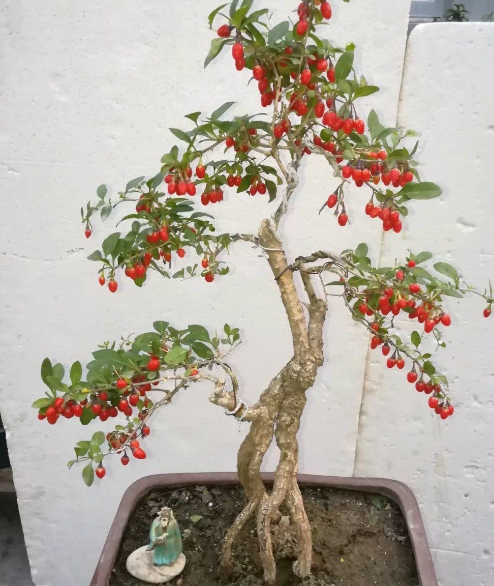 枸杞|弹子|盆栽_新浪新闻