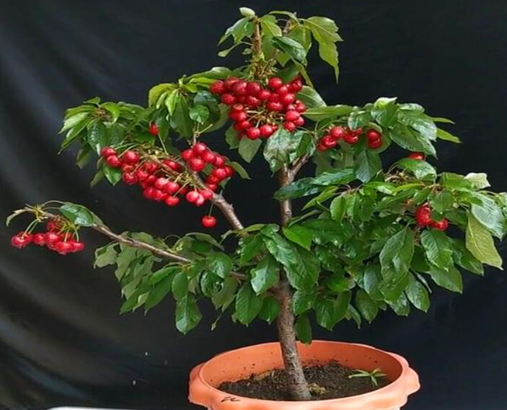 阳台种樱桃只开花没果实,达到这3个条件,盆栽也能挂满果__财经头条