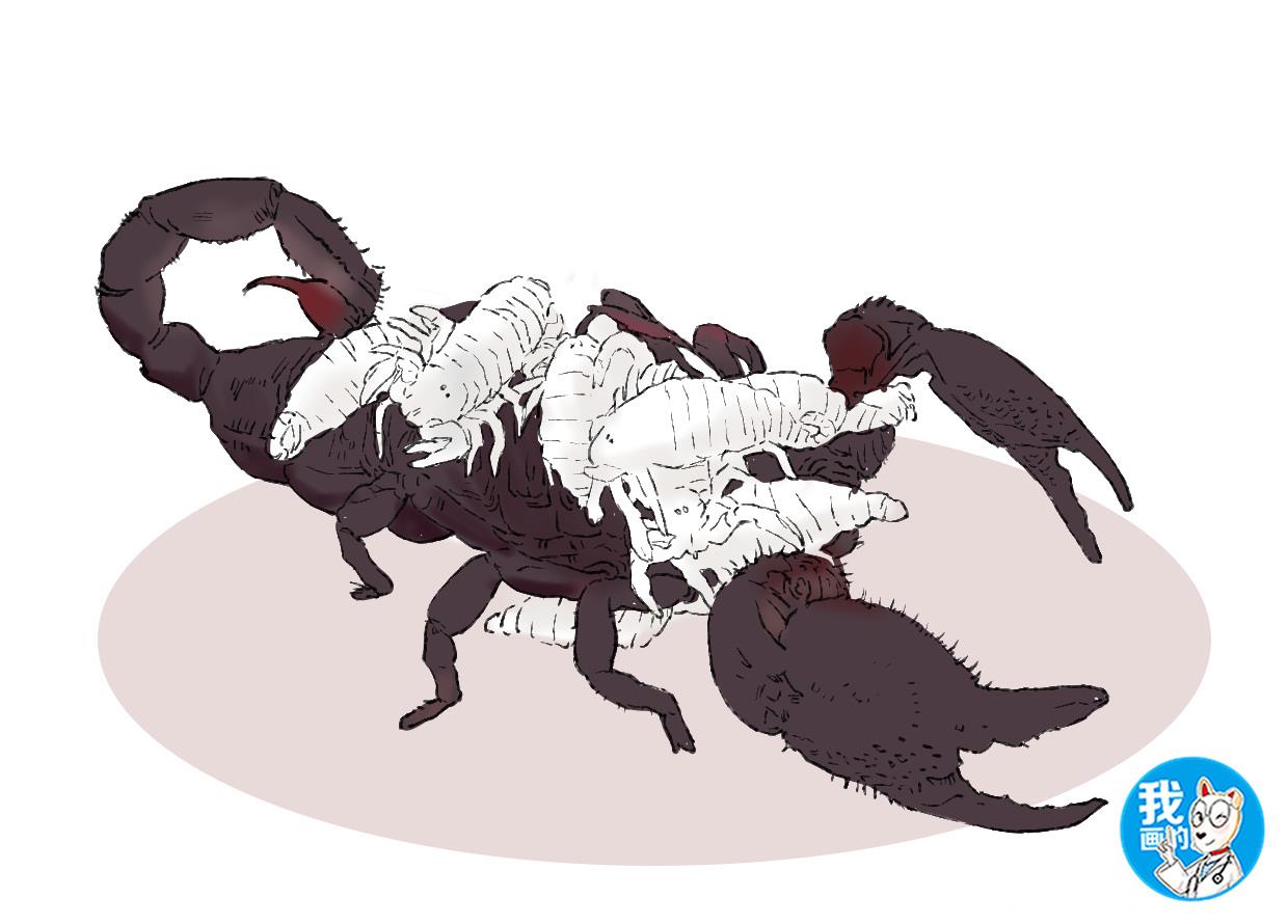 男子偶遇蝎子却发现蝎子背上发白了解后松了口气